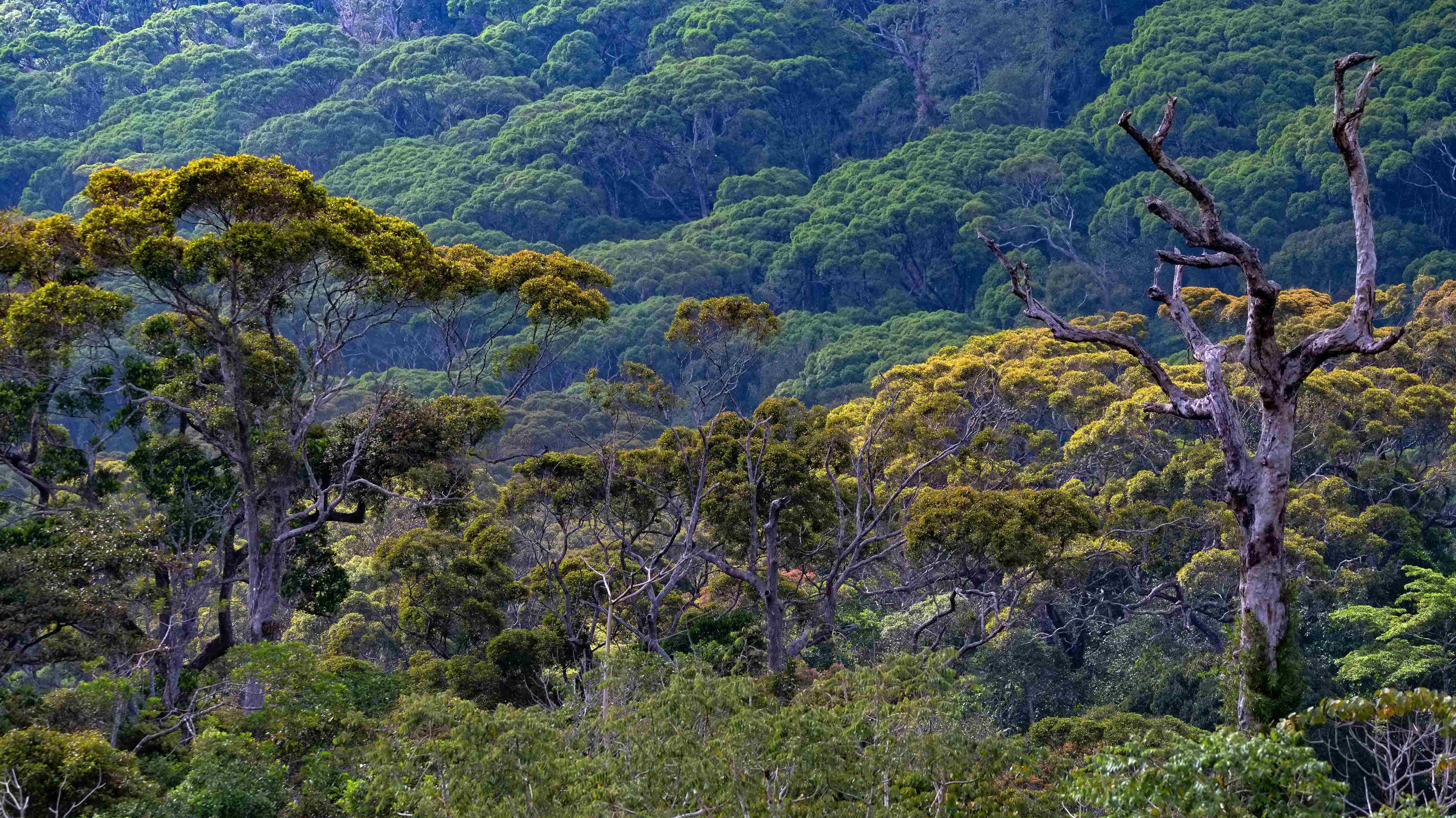 Sinharaja Rainforest and Udawalawe Wildlife Experience