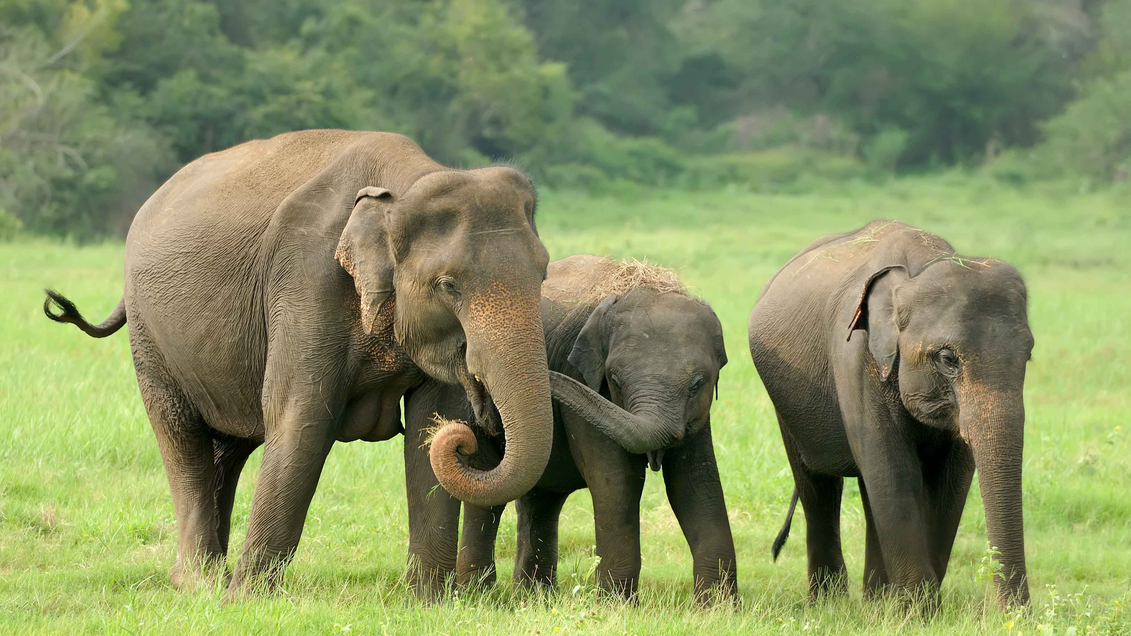 Minneriya and Kaudulla Elephant Safaris